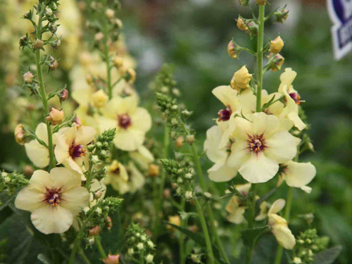 Verbascum 'Jackie in Yellow' plants for sale online
