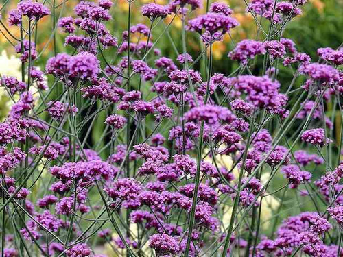verbena-bonariensis-lollipop plants online