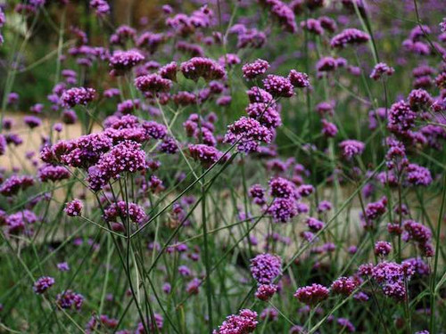 verbena-bonariensis bee friendly perennial