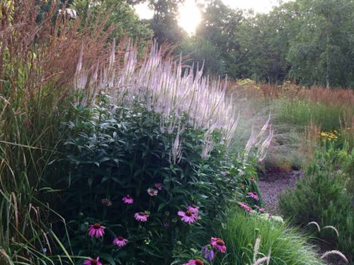 Pink Glow variety of Veronicastrum Virginicum perennial flowers