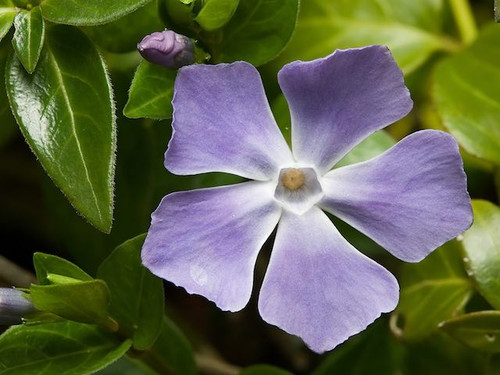 Vinca Minor Atropurpurea - P9 & 1L Pots