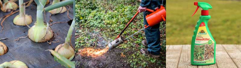 Sustainable and organic weed control products