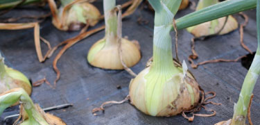 Sustainable and organic weed control products