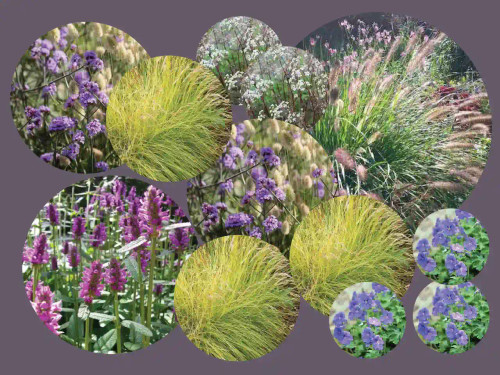 Whimsical and wild flowering perennial plant pack