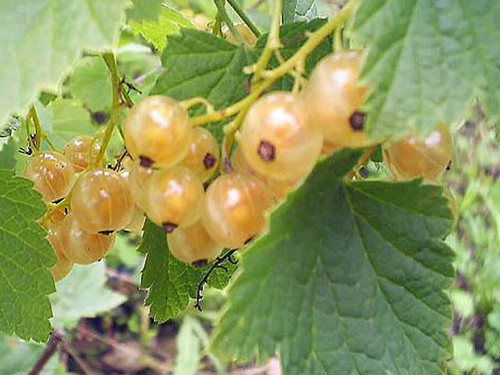 White versailles is an early variety of white currant to grow
