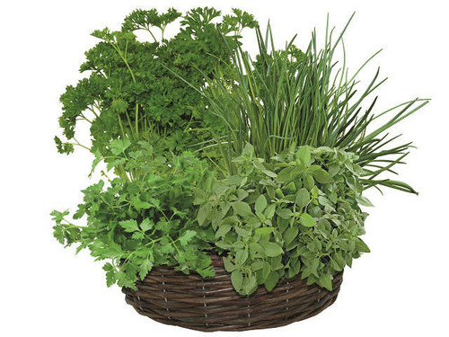 The patio flavours herb wheel planter and soil