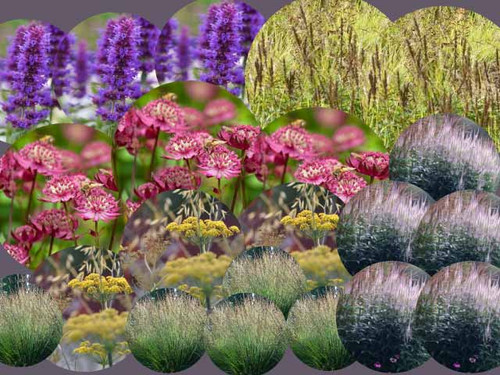 Summer meadow wildlife friendly plant pack