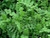 Winter vetch is also called winter tares green manure