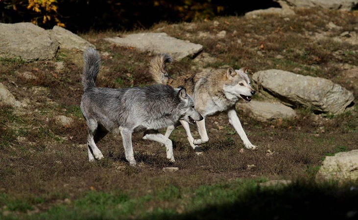 Wolves on the prowl