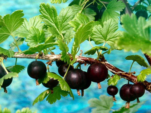 worcesterberries growing on a branch