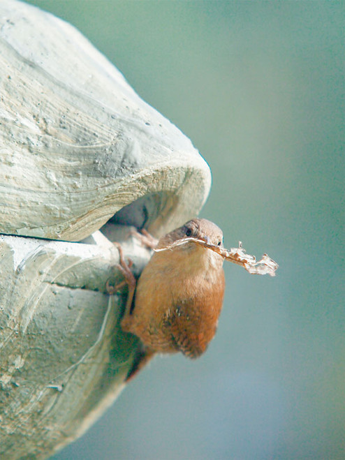 Small bird at the entrance to the nest box